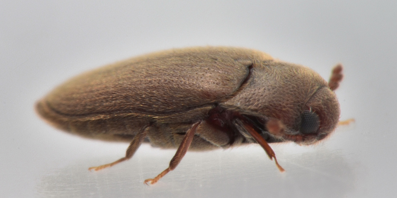 Throscidae: Aulonothroscus cfr. brevicollis